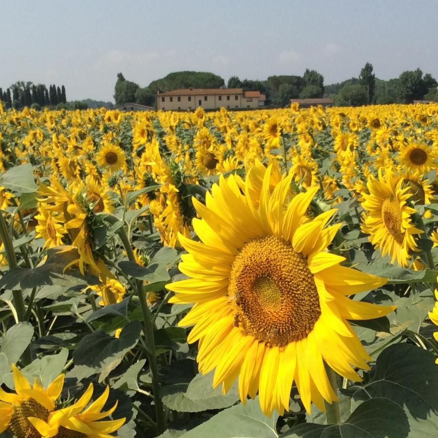 Podere Magnolia Пиза Экстерьер фото